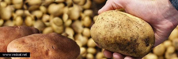 Recetas de patatas con sus características y beneficios para la salud